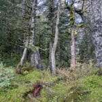 Trail of Blue Ice, is not just about alpine glacier viewing! It's so much more - the forest provides us a chance to slow down and get in touch with nature!