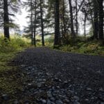 Temperate Rainforest hike along the Glaciers, Trails and Tides Tour with Salmon Berry Tours