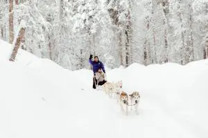Richard Tilney Bassett's photograph of guests dog sledding at Dallas Seavey Racing!