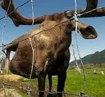 awcc moose fence