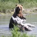 brown bear3