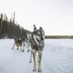 Drive Your Own Dog Sled Team
