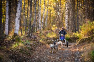Drive your own cart on the trails at Dallas Seavey Racing