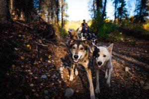 On the training trails of Dallas Seavey Racing - ride through the boreal forest of Talkeetna