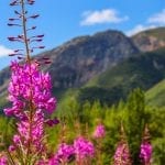 Learn the Legend of the Fireweed