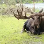 alaskan moose 2