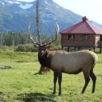 elk with observation deck
