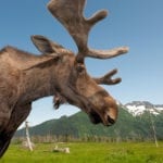 moose select