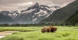 A grizzly bear in a valley field in Alaska as Salmon Berry lists attractions in Alaska