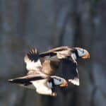 two birds flying