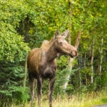 Salmon Berry Travel & Tours