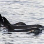 whales in the water