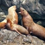 sea lions